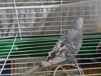 Çift Yavru Muhabbet Kuşu