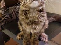 Full Şecereli Maine Coon Ünvanlı Ebeveynlerden