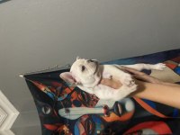 EGZOTİK FRENCH BULLDOG YAVRULARIMIZ EV ORTAMINDA BÜYÜYORLAR