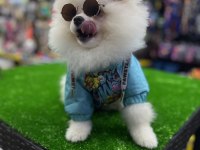 4 Aylık Orijinal Teddy Bear Pomeranian Boo
