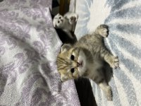 Uysal Scottish Fold