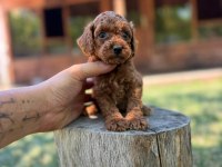Tam Bir Ev Dostu Toy Poodle Yavruları