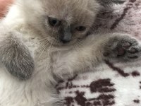 2 aylık scottish fold
