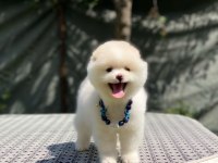 Pomeranian boo yavrular