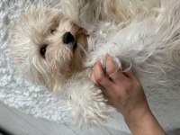 Maltipoo üretimlik dişi