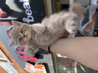 British Shorthair Safkan Bebekler