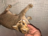Gold yavrumuz teslime hazır british shorthair