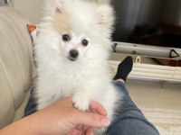Prenses Pamuk Pomeranian