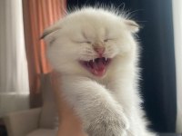 Uygun fiyatlı dişi scottish fold bebek