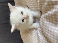 Yavru British Shorthair
