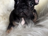 Dişi french bulldog bebekler yeni ailesini arıyor