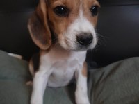 Beagle a kaliteli uygun