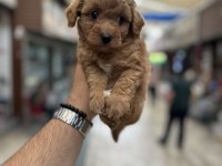 Orijinal sağlıklı aşılı maltipoo