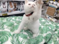 A Kalite british shorthair yavrularımız