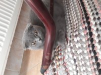 Üst seviye eğitimli scottish fold