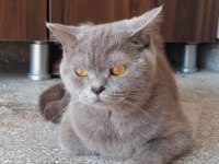 Ücretsiz sahiplendirilecekdir british shorthair
