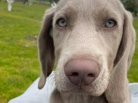 Weimaraner yavrular