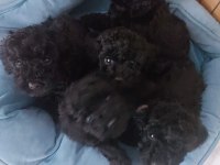 Toy Poodle Yavrularımız Ömürlük Aileleri Bekliyor