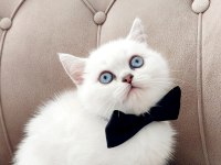 Teslime hazır erkek british shorthair yavrumuz