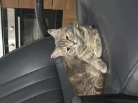British shorthair kırması dişimize yuva arıyoruz