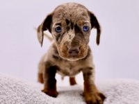 Dapple Dachshund (sosis köpek) Yavrular