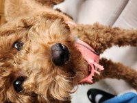 18 Aylık Dişi Toy Poodle