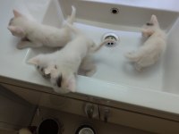British shorthair bebekleri