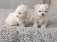 Oyuncu kore Maltese bebekler