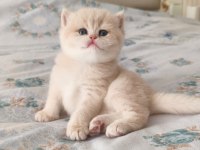 Özel Renk Chocolate Golden British Shorthair Dişi
