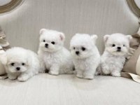 Elit Patiler Farkıyla Maltese Yavrular