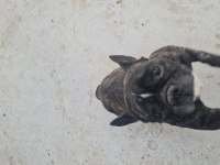 French Bulldog Yuvasını Arıyor