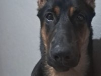 7 Aylık Doberman