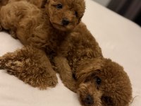 Toy Poodle 2 Aylık