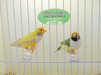 Şampiyondan üst seviye jumbo gouldian finch ispinoz