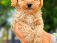Kıvır kıvır maltipoo köpeği yavrularım
