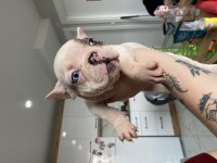 mavi gözlü french bulldog oğlum yeni yuvasını arıyor