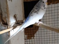 6 ADET MUHABBET KUŞU