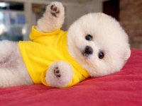 Pomeranian Yavru Geldi