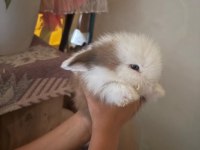 1 aylık hollanda lop tavşanı
