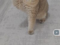 British shorthair kedimiz