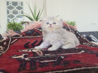 Safkan British Longhair Erkek