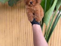 Toy Poodle Bebekler Referans Yavru