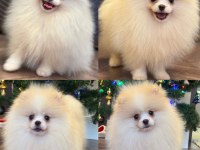 Türünün en güzel örneklerinden pomeranian boo