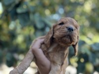 Çok güzel cocker köpekler sütten yeni kesildi