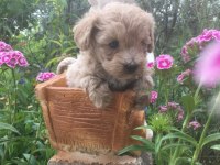 Mükemmel Kalitede Maltipoo Bebeklerimiz