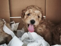 Maltipoo yavrularımız