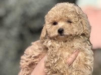 Dişi Toy Poodle Sahiplendirme