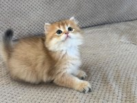 Orijinal Şecereli Gold British Longhair