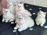 A kalite her ırk sağlık garantili british shorthair