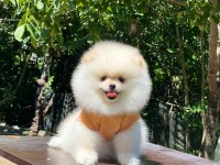 2 aylık dişi pomeranian yavru